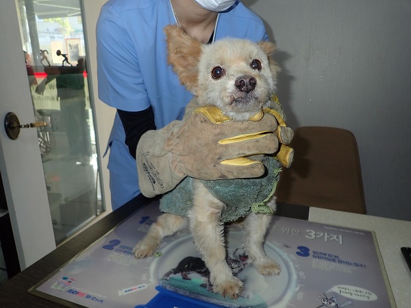 종료(입양) 믹스견…